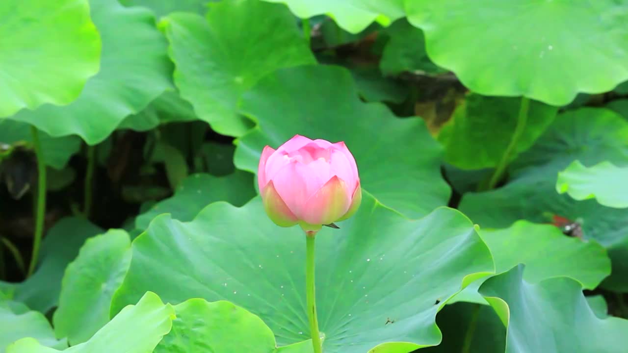 夏日公园里盛开的荷花视频素材