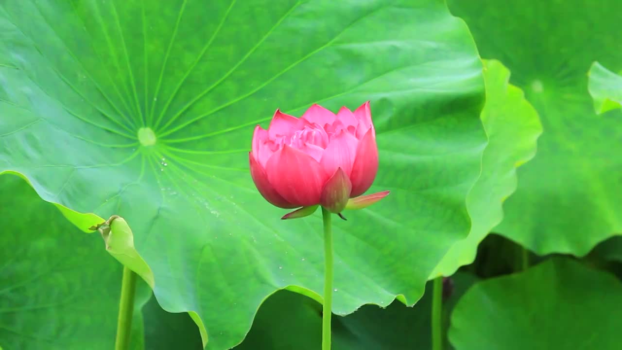 夏日公园里盛开的荷花视频素材