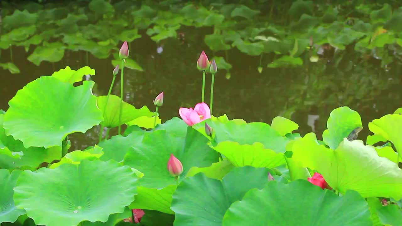 夏日公园里盛开的荷花视频素材