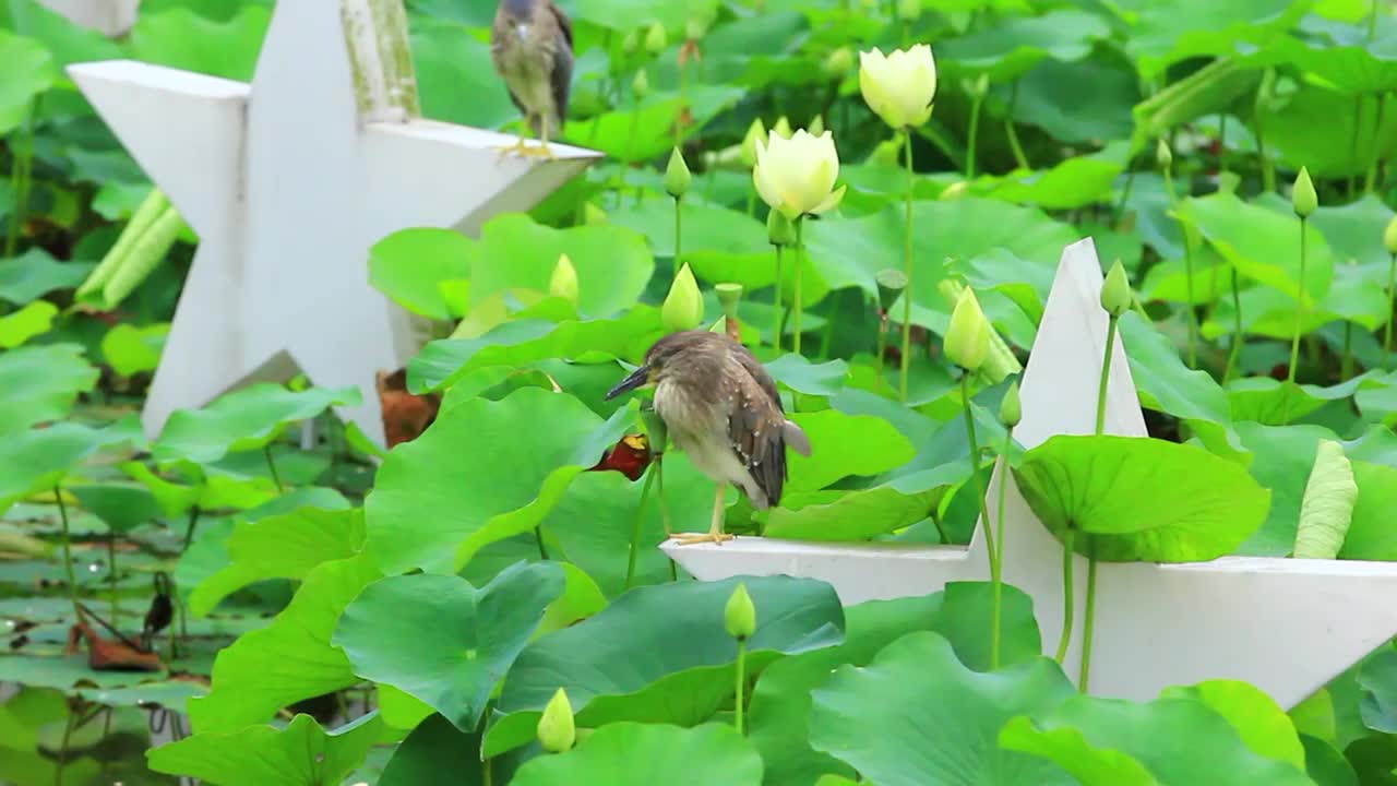 夏日公园里盛开的荷花视频素材