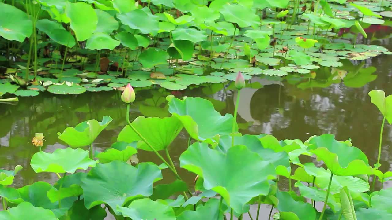 夏日公园里盛开的荷花视频素材