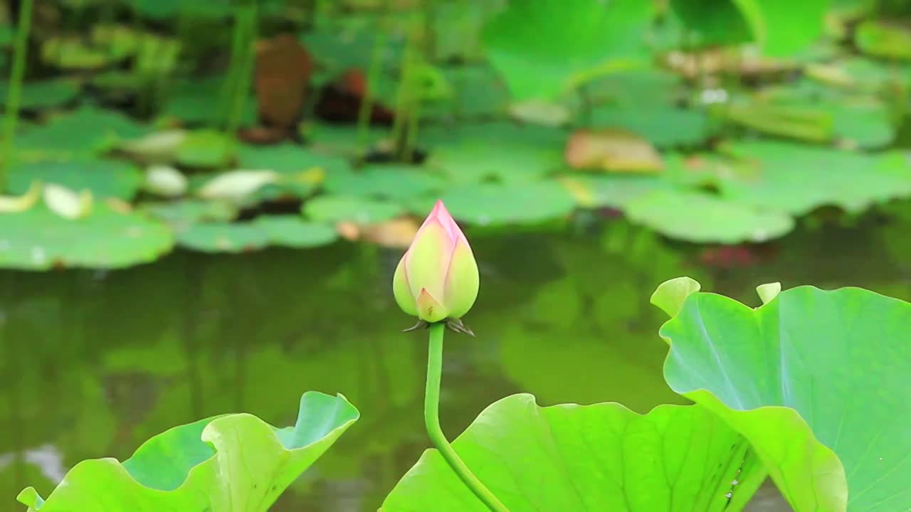 夏日公园里盛开的荷花视频素材