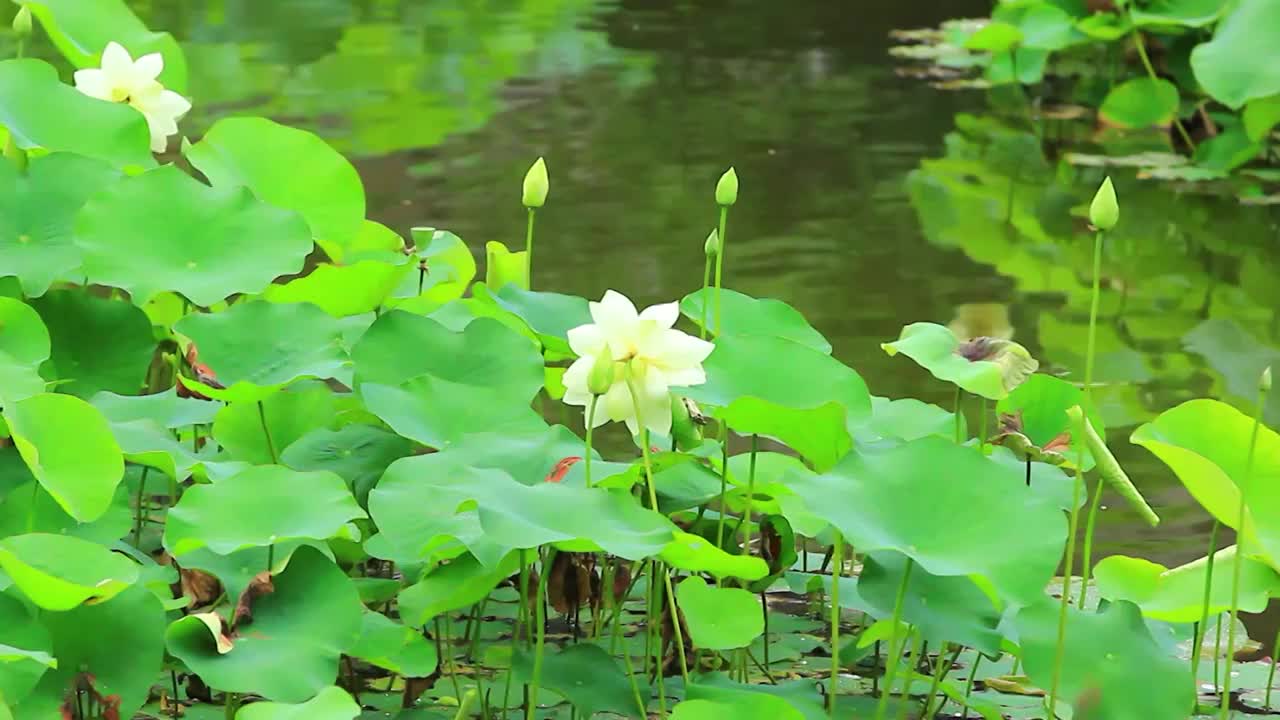 夏日公园里盛开的荷花视频素材