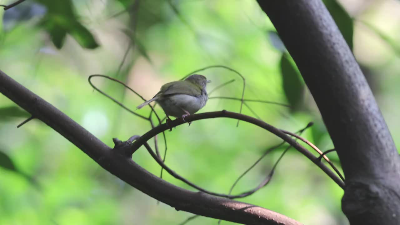 长尾缝叶莺视频素材