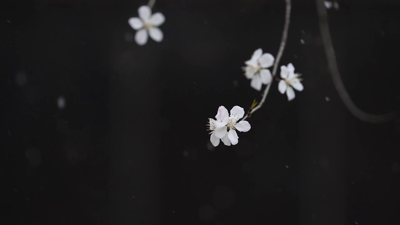 雪中的花 三月雪 春雪视频下载