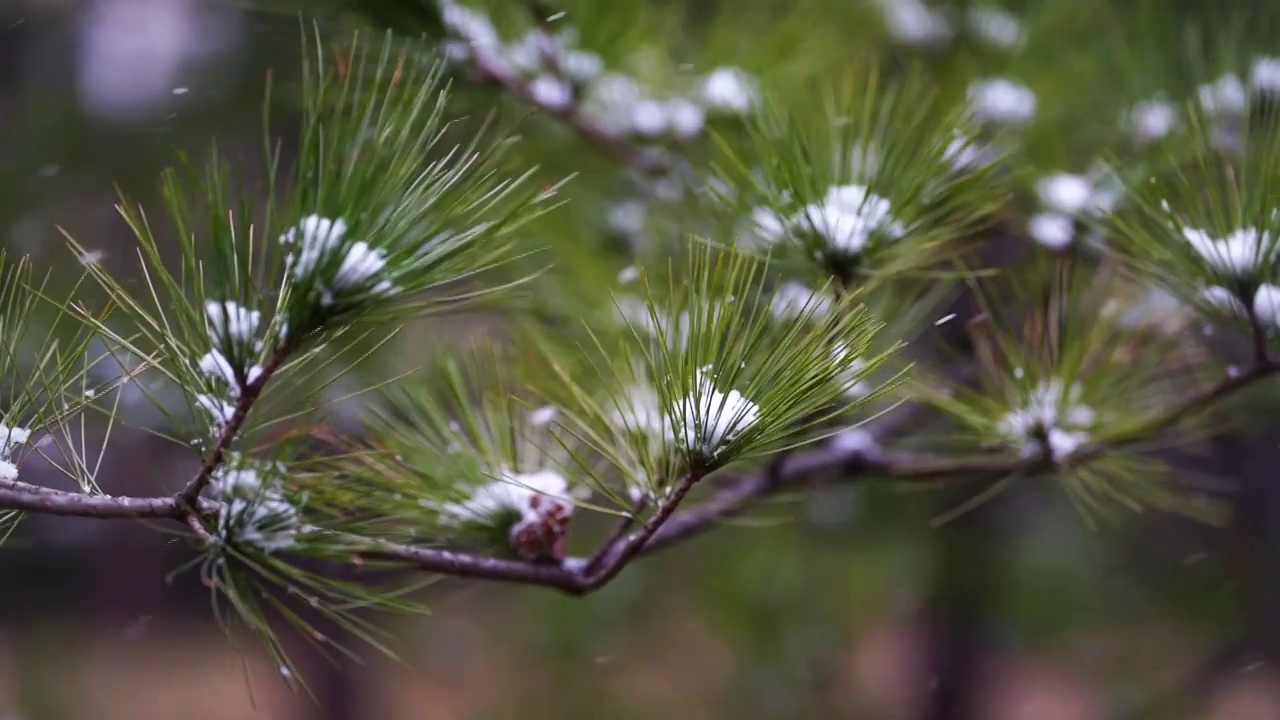 雪中的花 三月雪 春雪视频下载