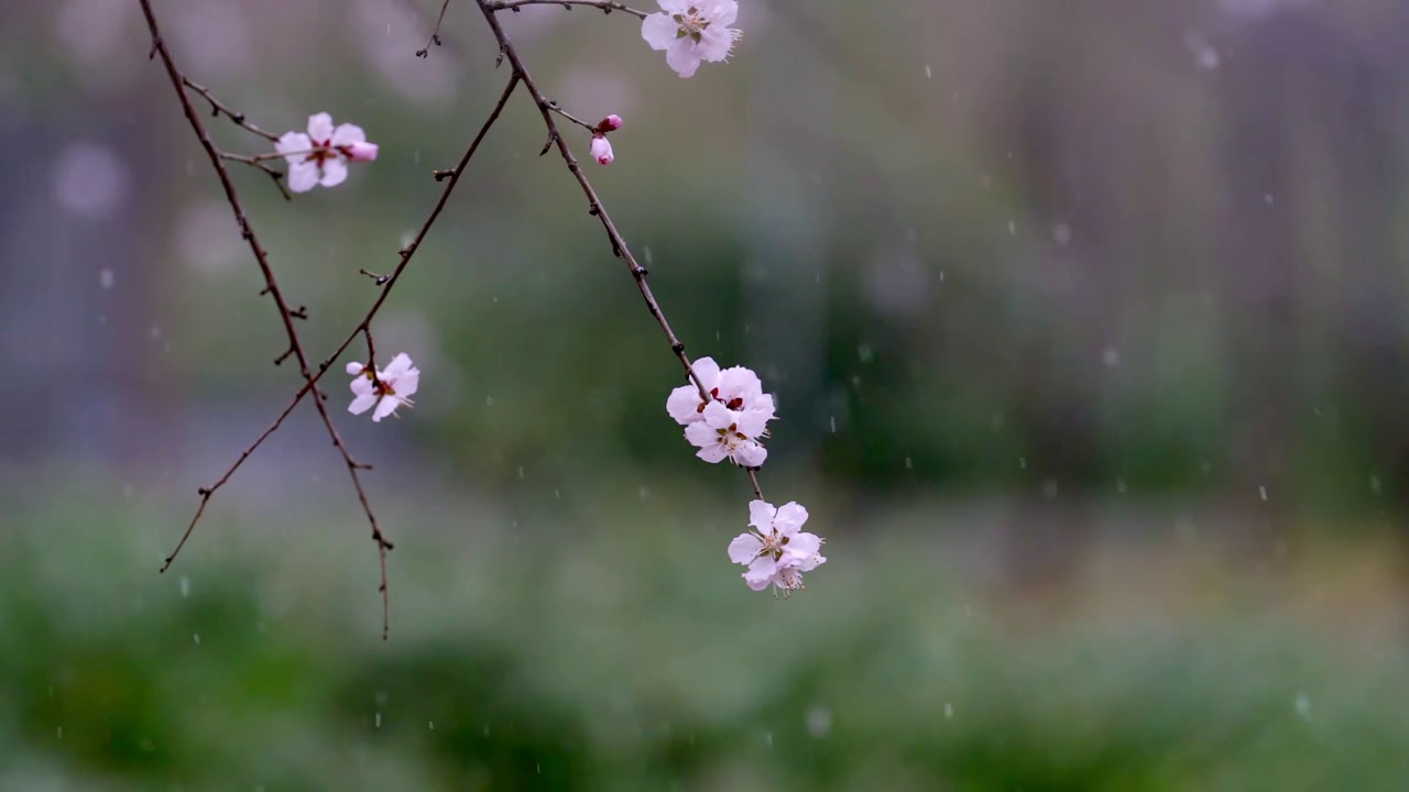 雪中的花 三月雪 春雪视频素材