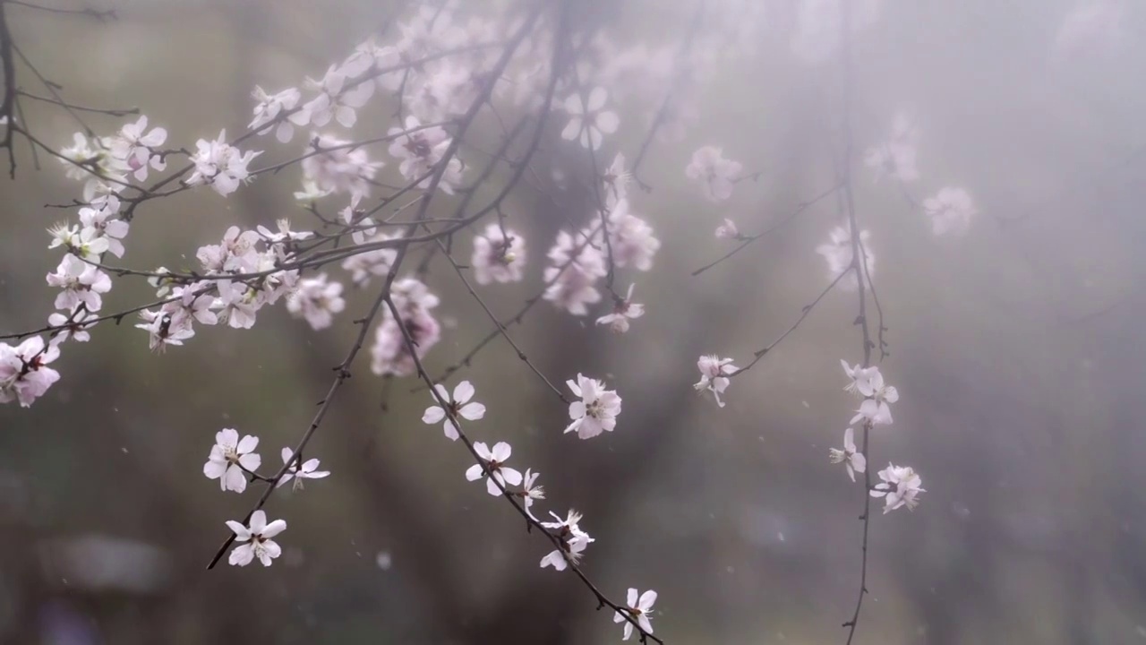 雪中的花 三月雪 春雪视频素材