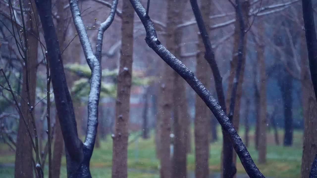 雪中的花 三月雪 春雪视频素材