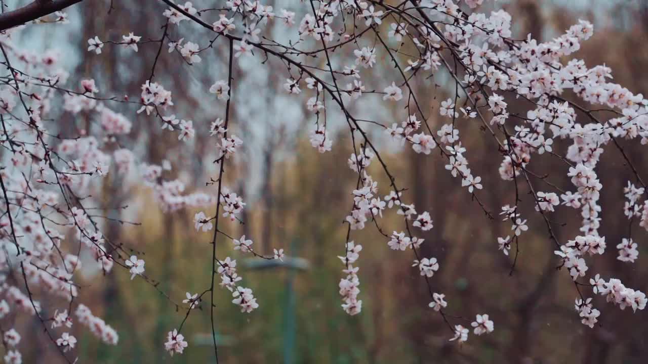 雪中的花 三月雪 春雪视频素材