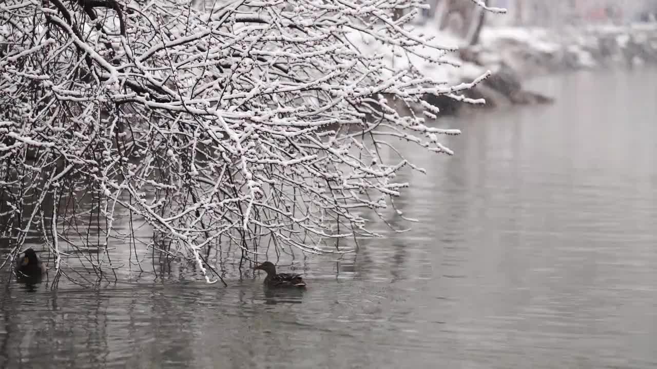 北京颐和园雪后水中的鸳鸯视频素材