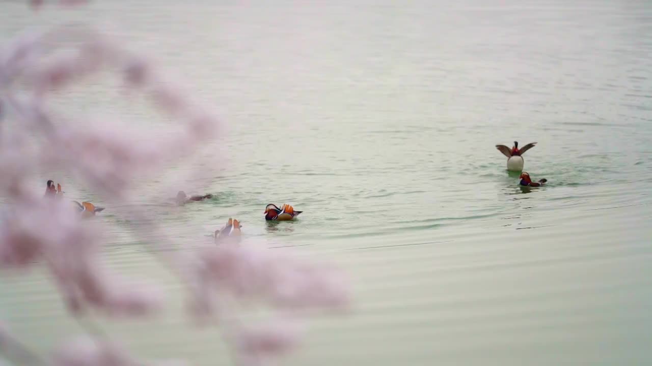 北京颐和园雪后水中的鸳鸯视频下载