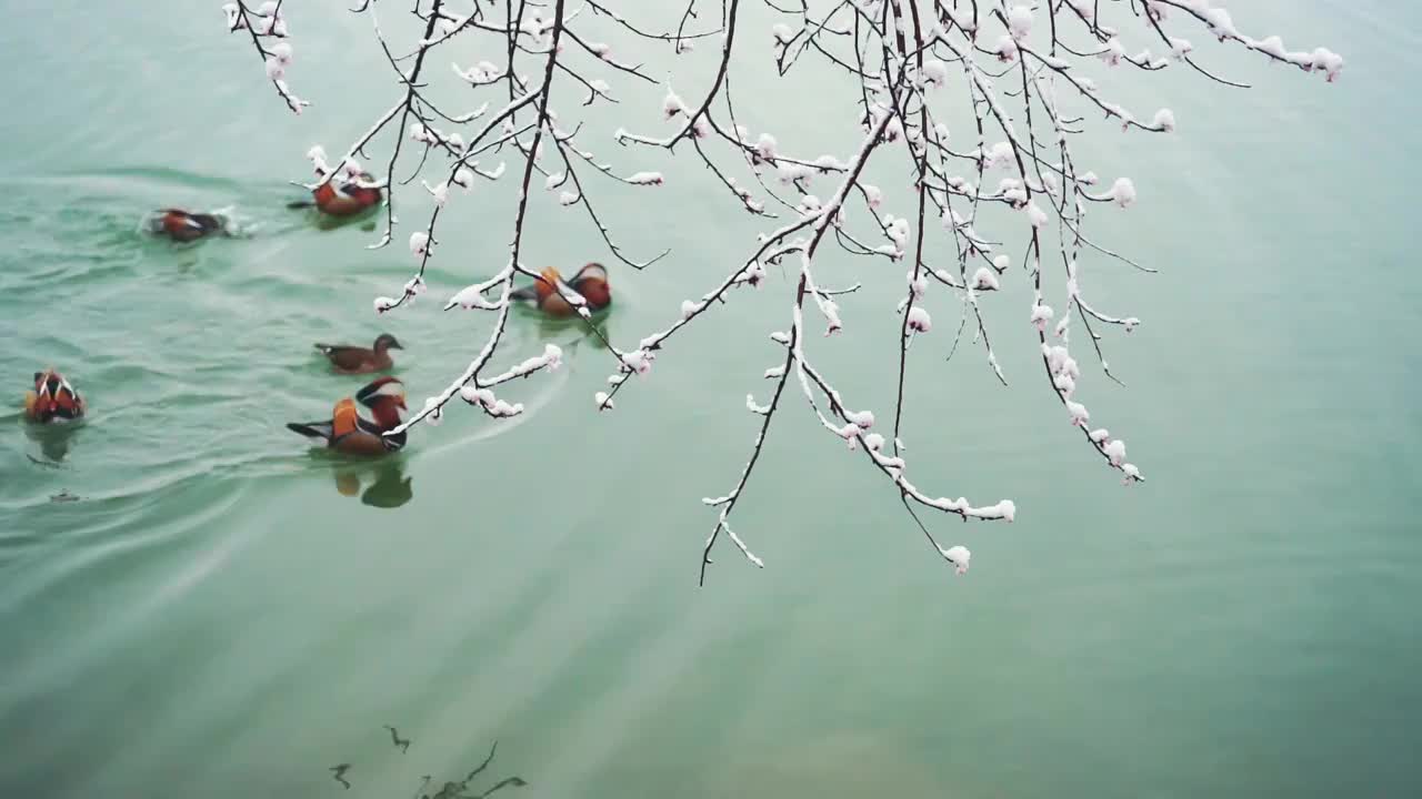 北京颐和园雪后水中的鸳鸯视频素材