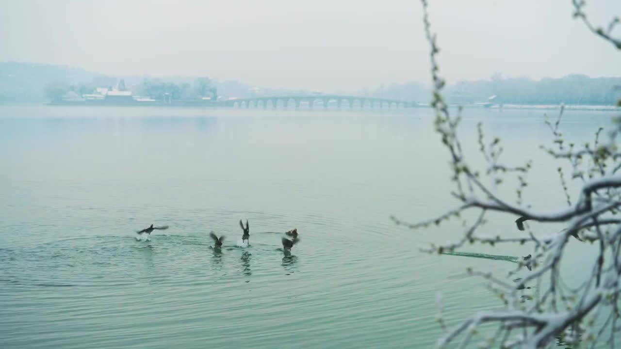 北京颐和园雪后水中的鸳鸯视频下载