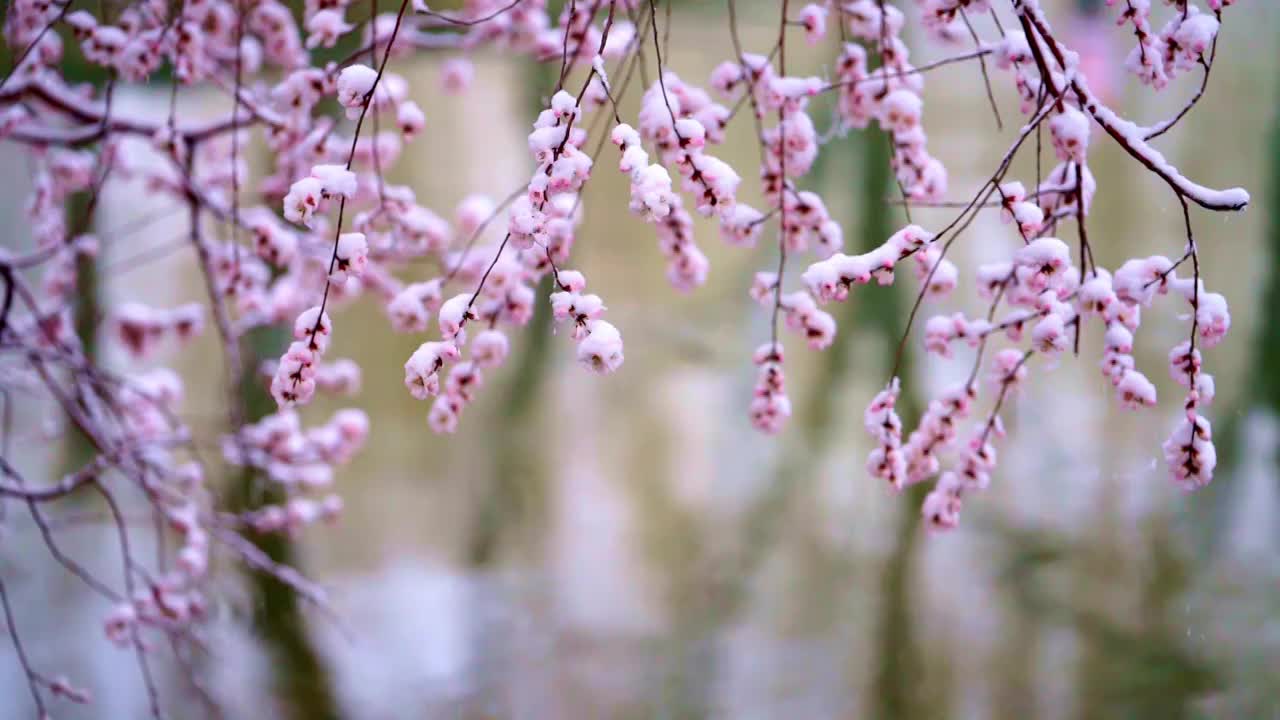 春雪中的颐和园视频素材