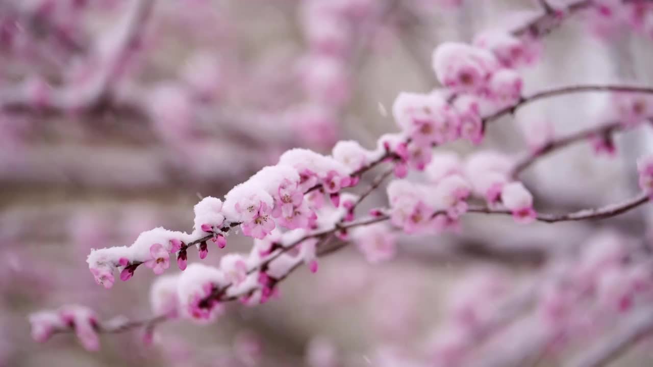 春雪中的颐和园视频素材