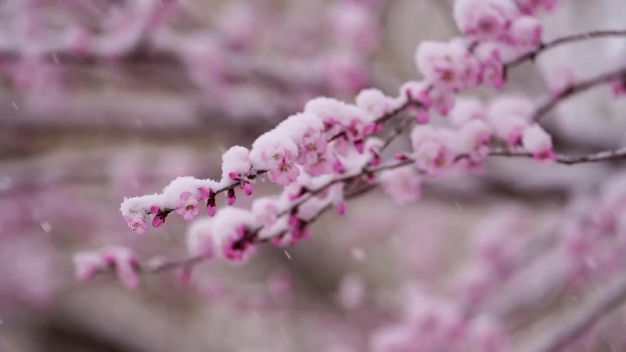 春雪中的颐和园视频素材