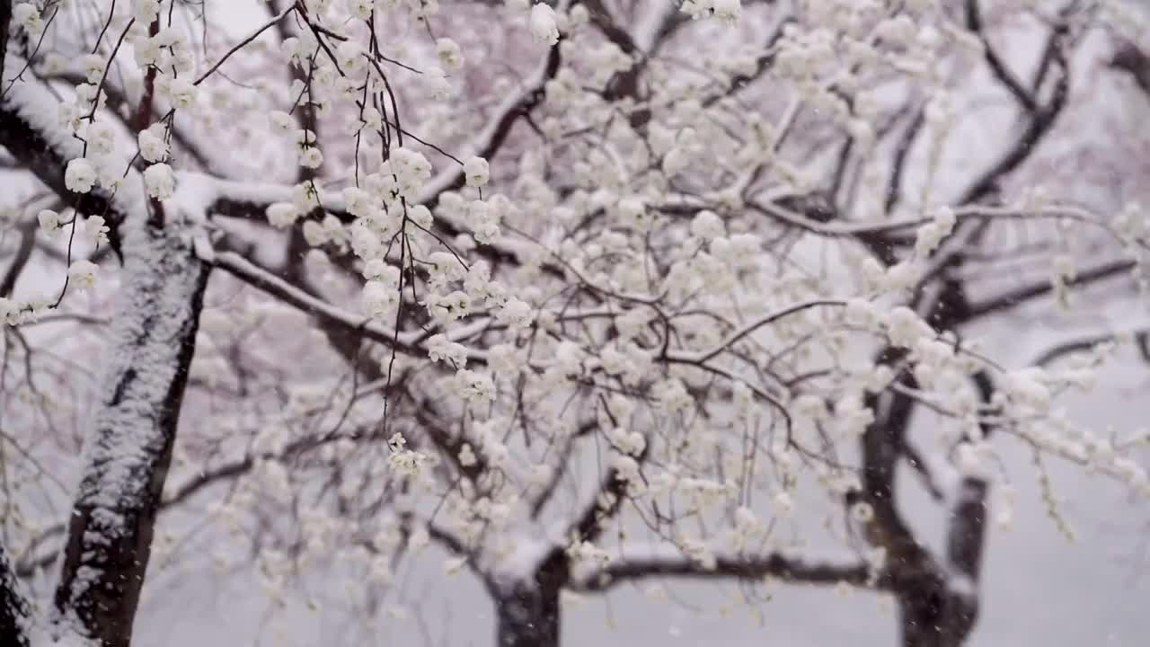 春雪中的颐和园视频素材