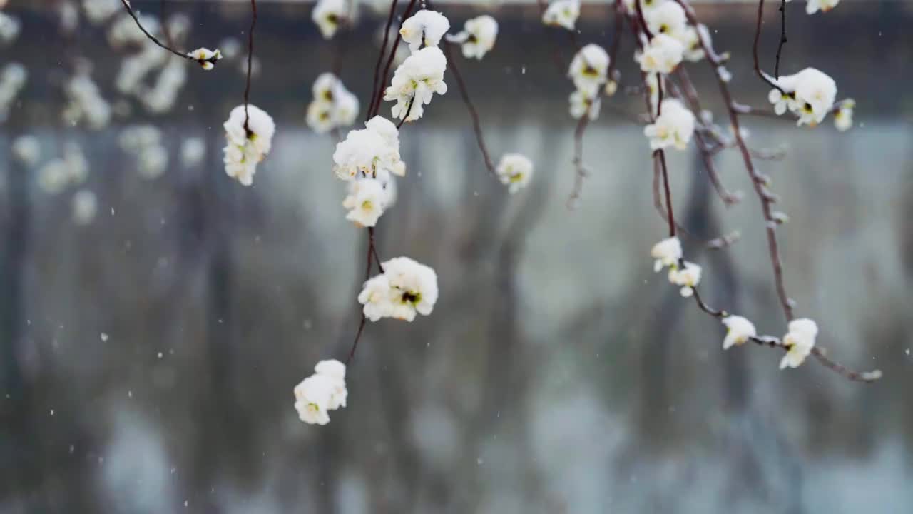 春雪中的颐和园视频素材