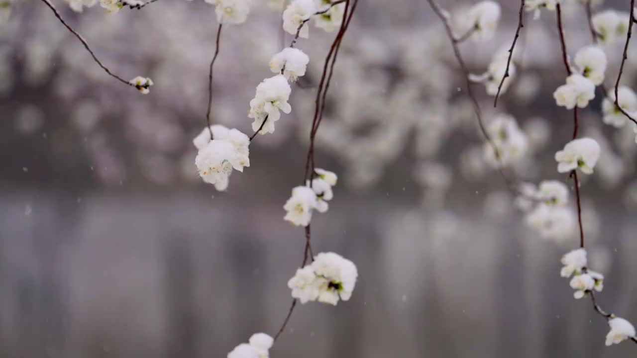 春雪中的颐和园视频素材