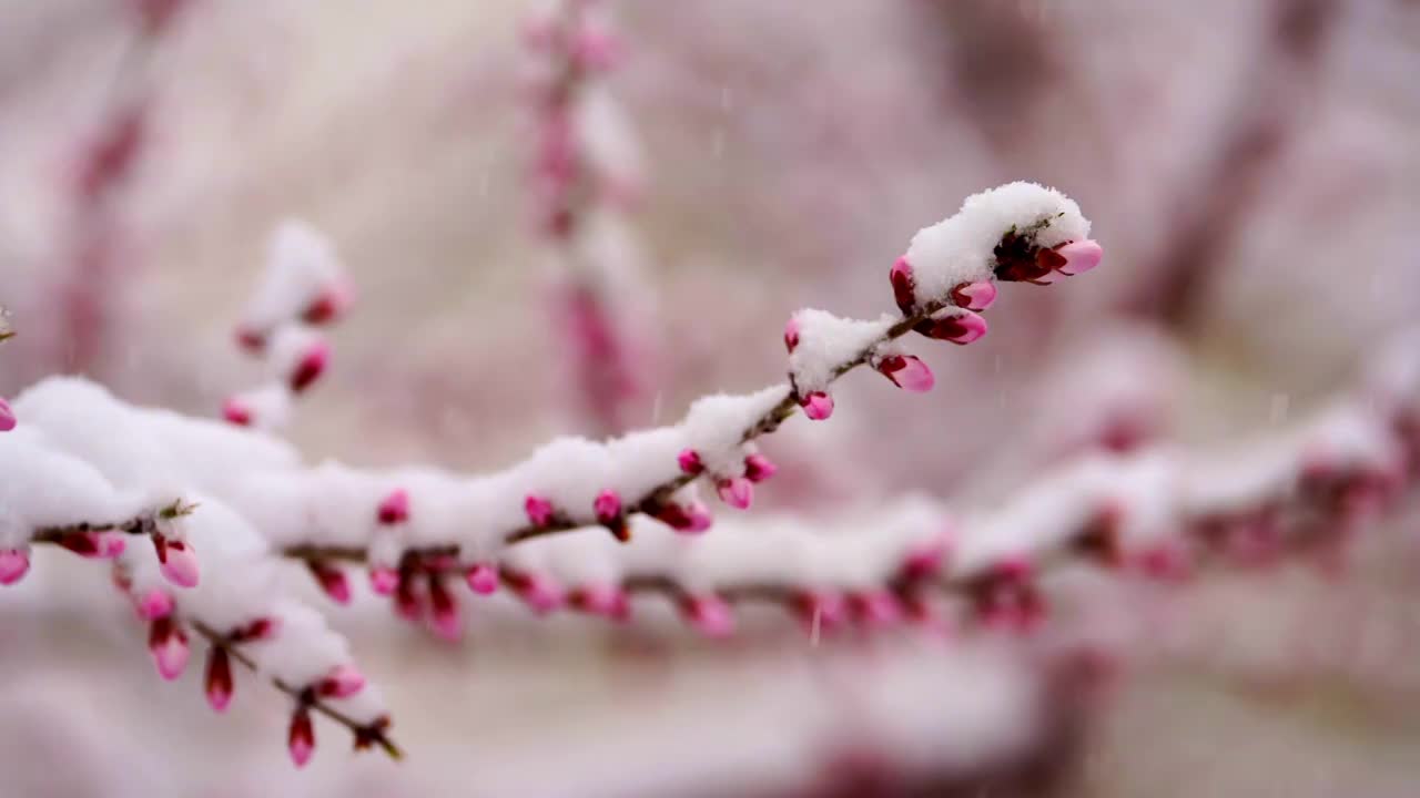 春雪中的颐和园视频素材