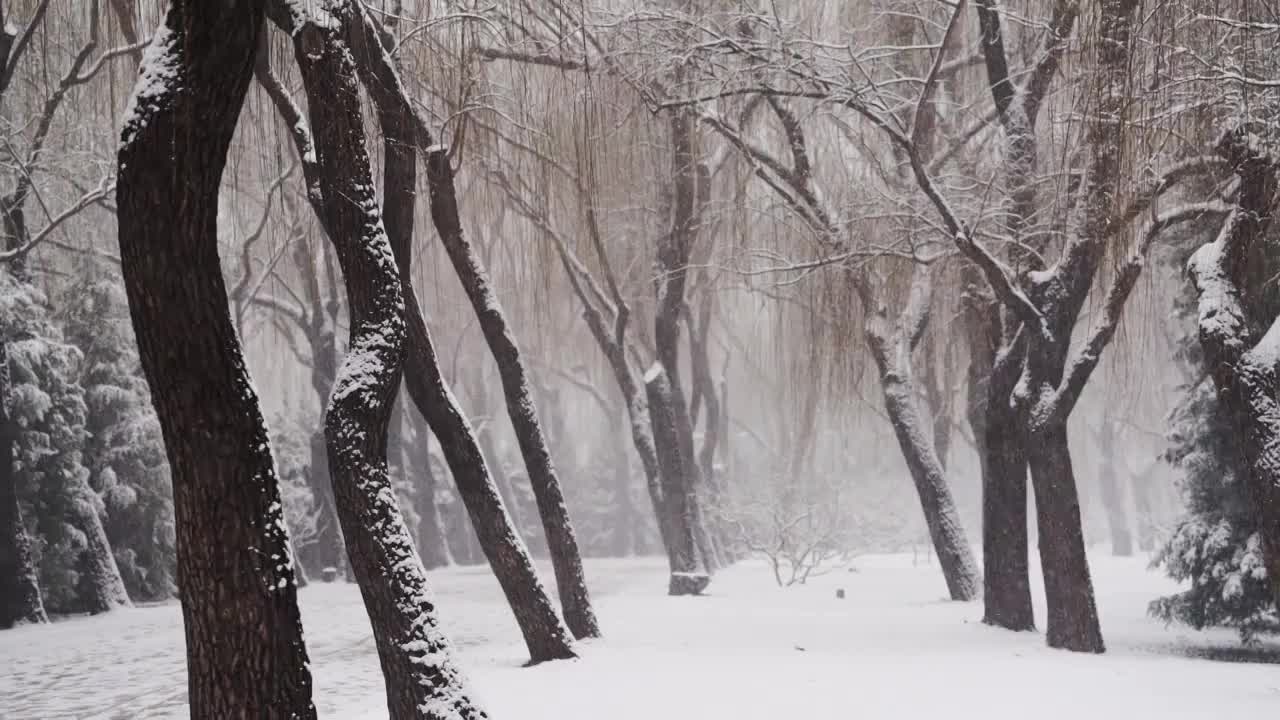 春雪中的颐和园视频下载