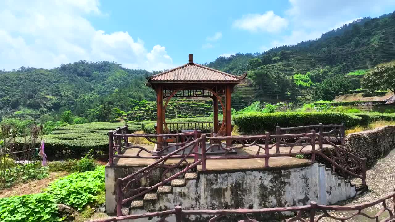 茶田种植园茶叶绿色环保茶树大自然视频下载