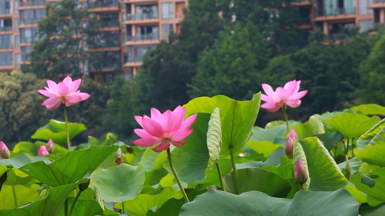 江苏南京：夏日时节 莫愁湖荷花绽放 在微风中轻轻摇曳视频素材