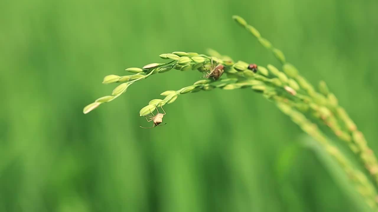 青黄相间的稻穗上爬着几只昆虫，任风吹也不会掉落，它们是最有灵性的，知道稻子快要丰收了。视频素材