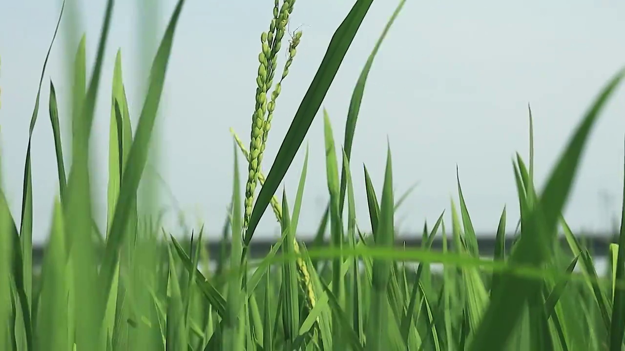 风吹起稻田的稻穗，丰收的希望就在眼前，此刻一只小蜘蛛已经捷足先登了视频素材