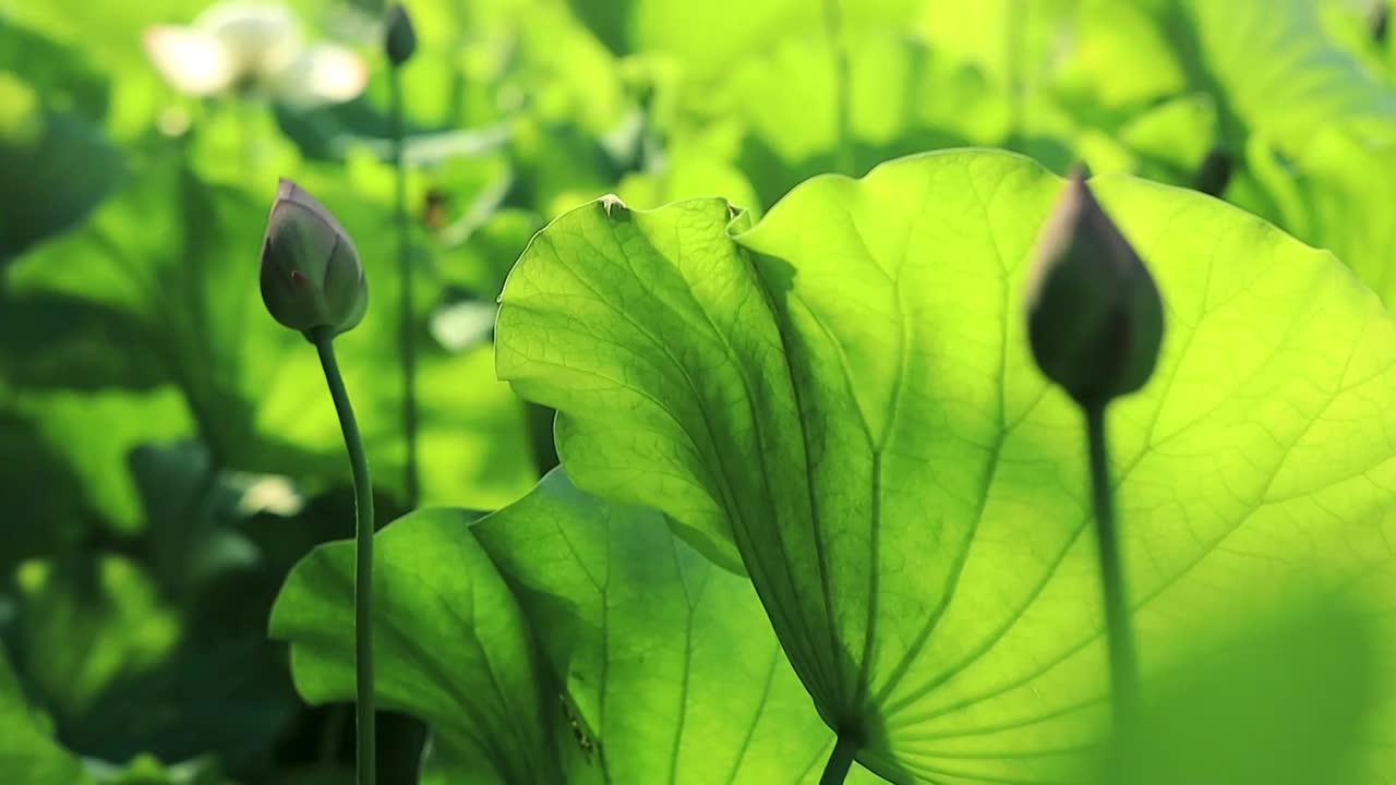 荷塘中含苞欲放的荷花和荷叶的姿态视频购买