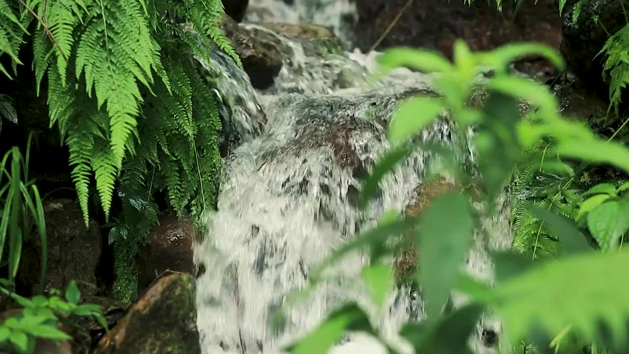 森林的山谷间静谧的溪流视频素材