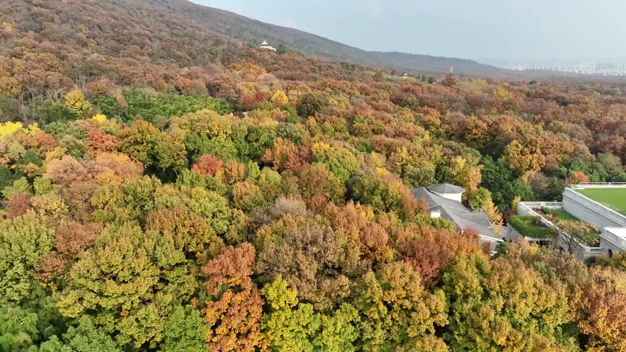 南京东郊紫金山秋季彩叶风光航拍视频素材