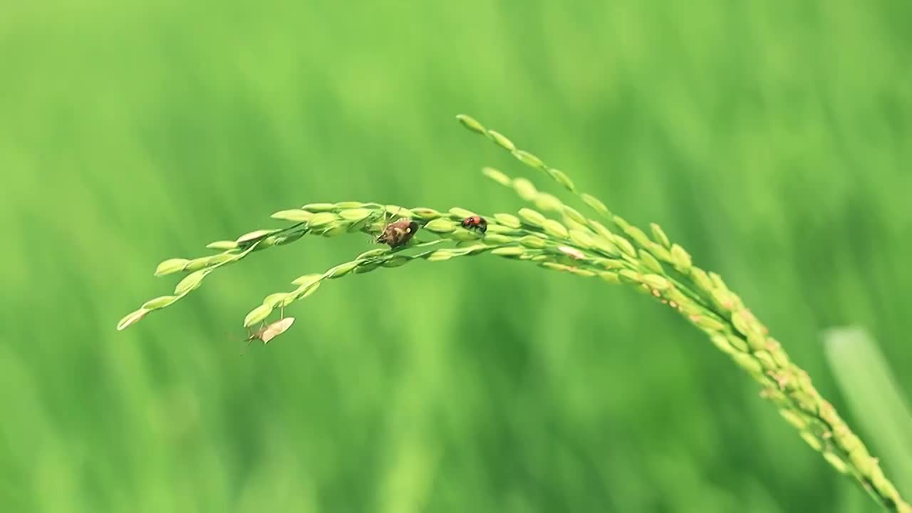 生长中的青黄稻穗，几只小昆虫正常趴在稻穗的枝头，随风摇摆视频素材