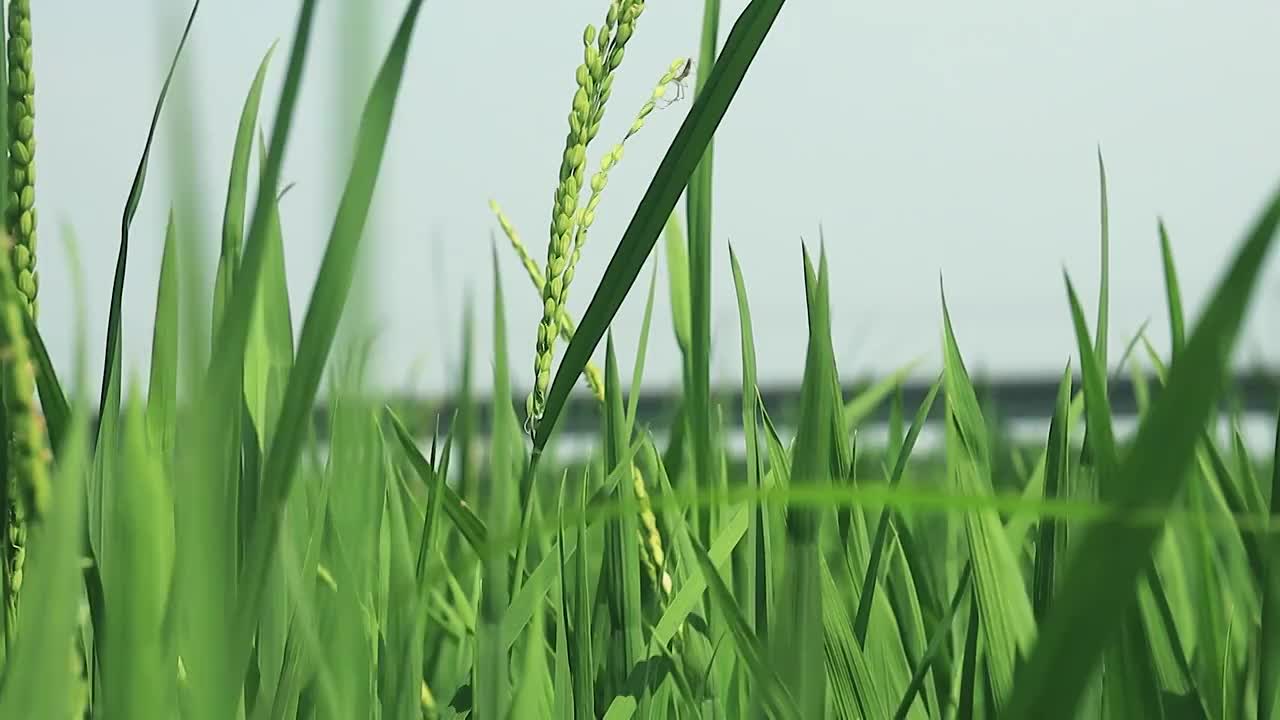 高速铁路桥下，抽穗中水稻生长的姿态视频素材