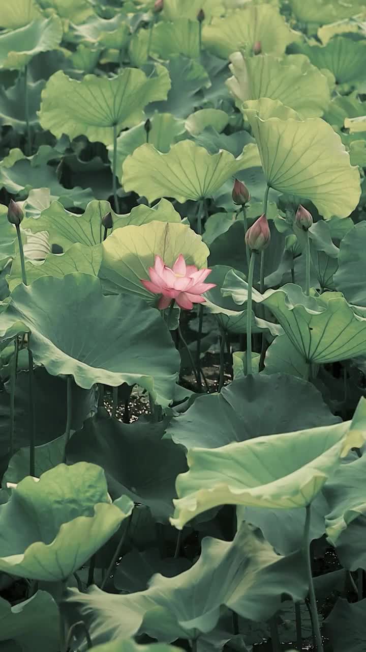 风中摇曳的荷花（古风感）视频素材