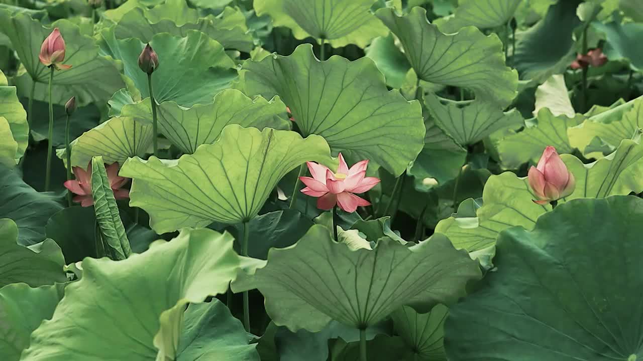 被风吹拂的荷塘里的荷花（古风感）视频素材