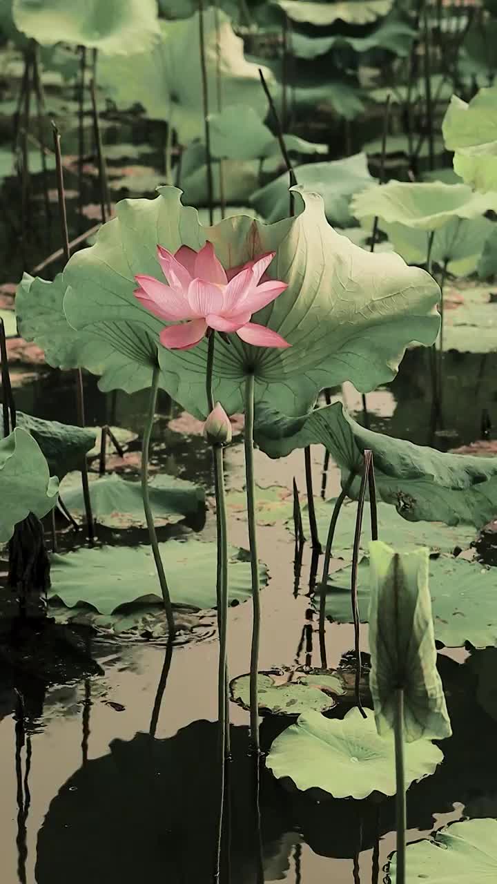 亭亭玉立的荷花在风中摇曳（古风感）视频素材