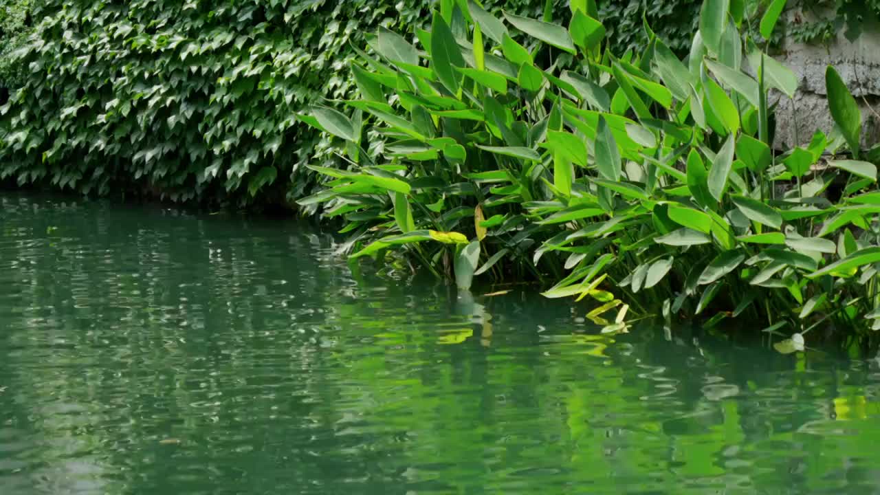 河流绿色绿植苏州河道空镜头素材视频下载