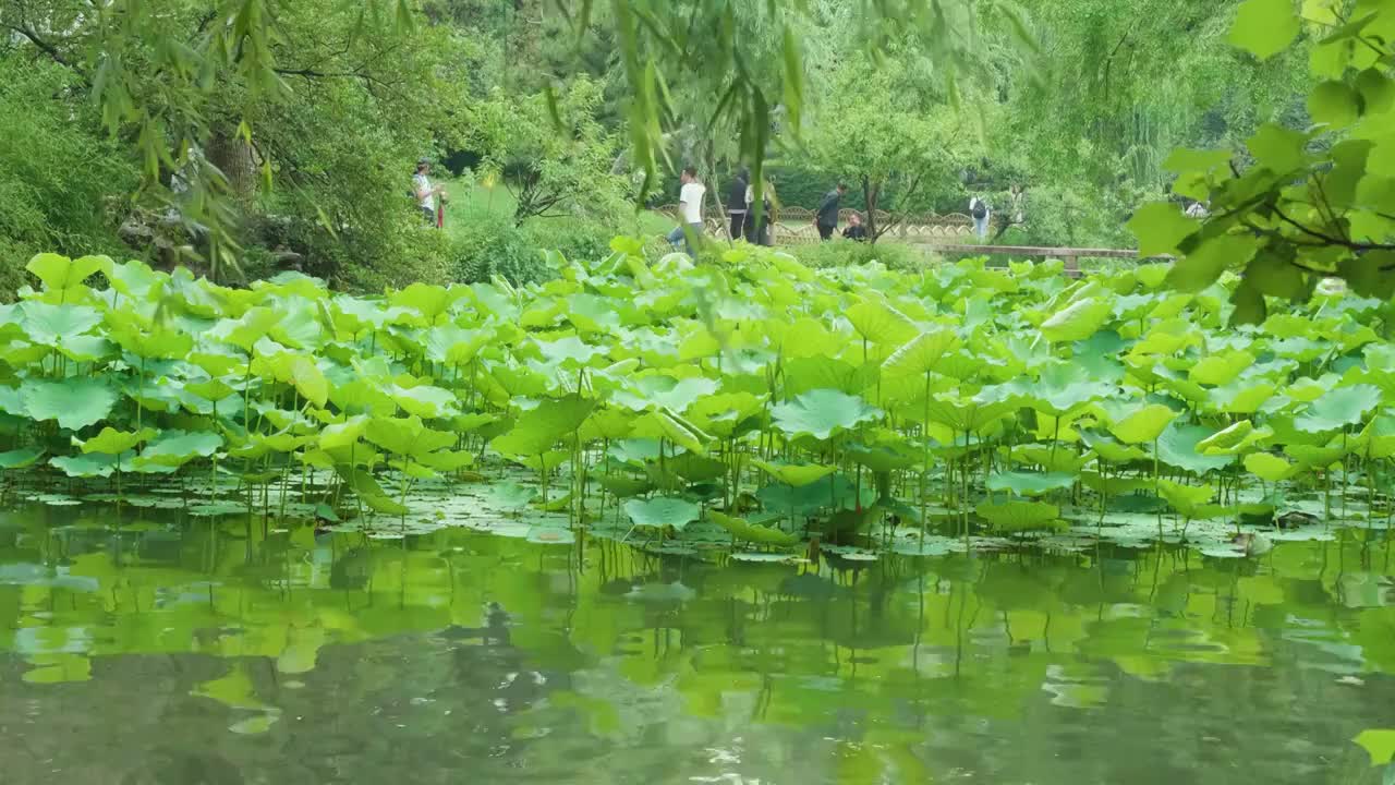 夏天苏州拙政园荷花池荷叶风景视频素材