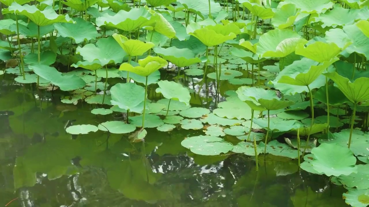 夏天苏州拙政园荷花池荷叶风景视频素材