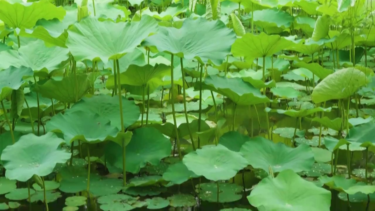 夏天苏州拙政园荷花池荷叶风景视频素材