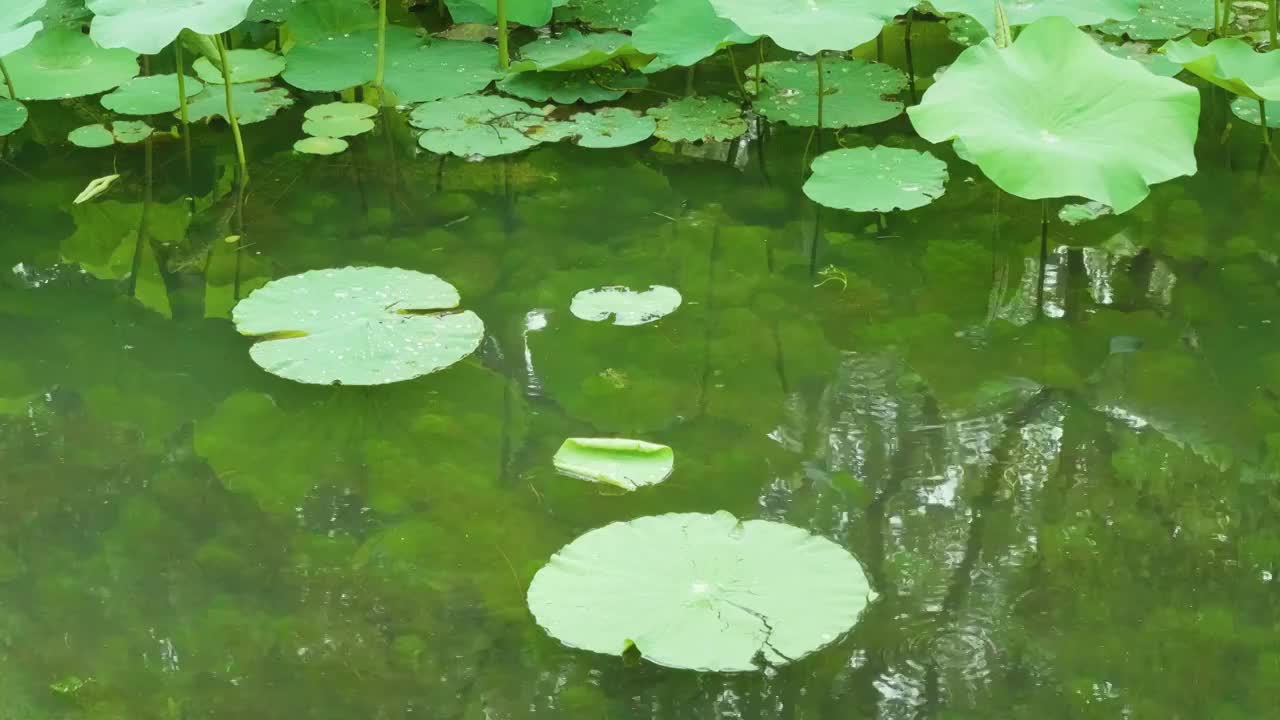 夏天苏州拙政园荷花池荷叶风景视频素材