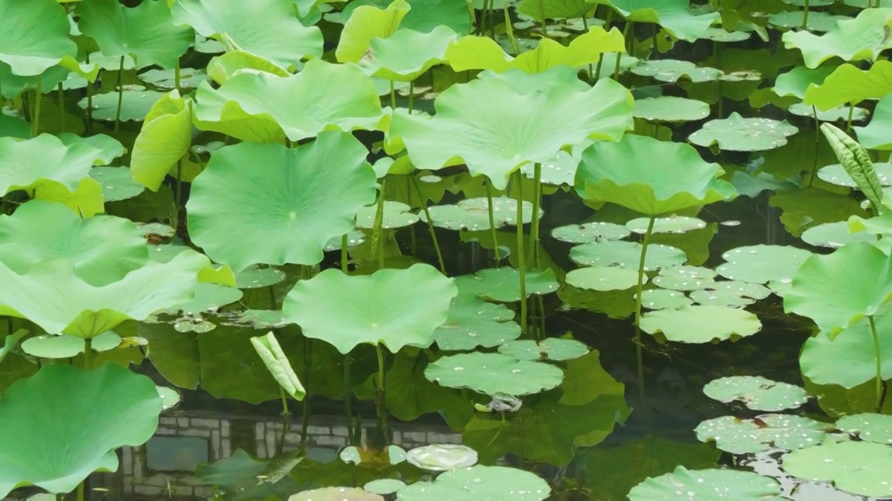 夏天苏州拙政园荷花池荷叶风景视频素材