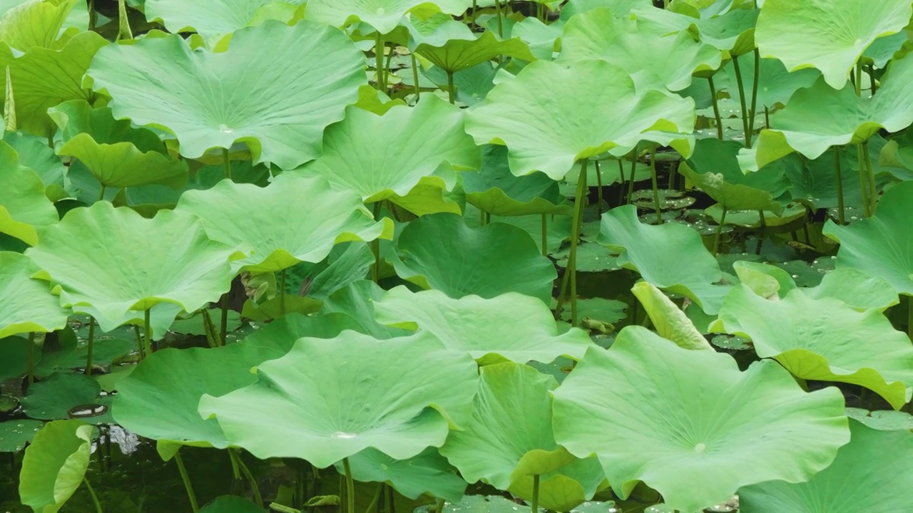 夏天苏州拙政园荷花池荷叶风景视频素材