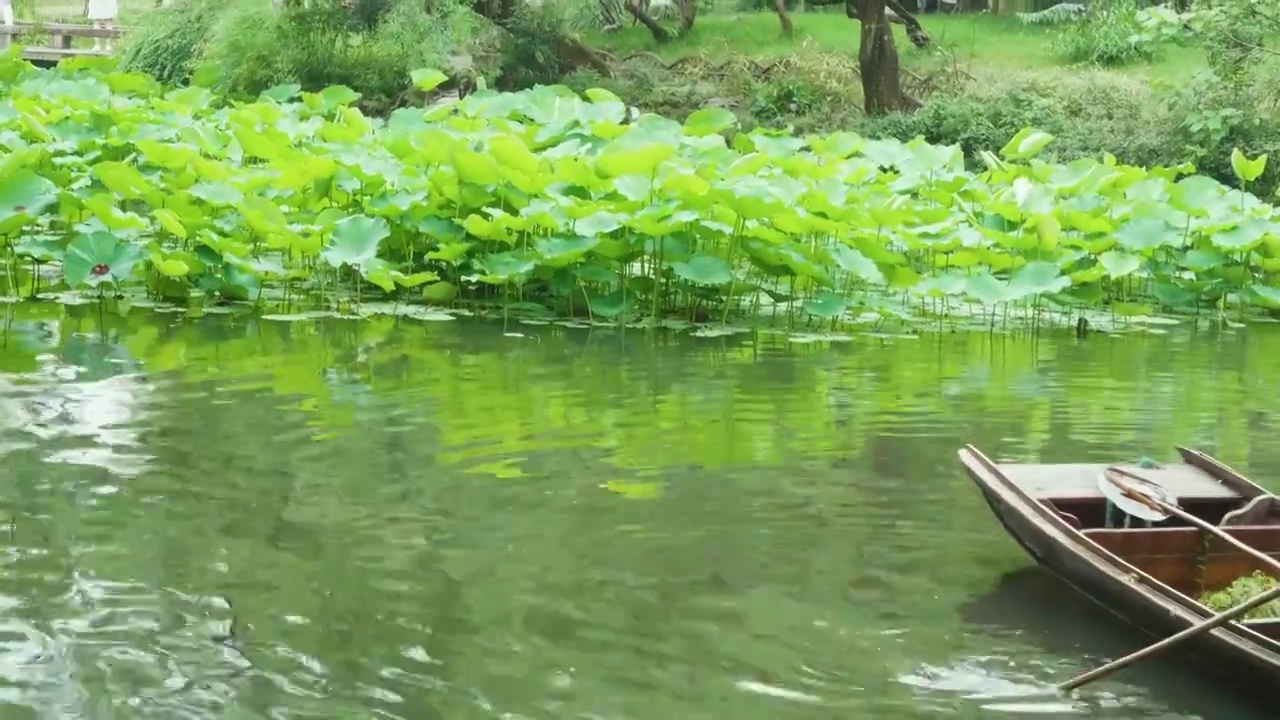 夏天苏州拙政园荷花池荷叶风景视频素材