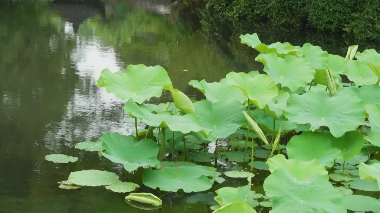 夏天苏州拙政园荷花池荷叶风景视频素材