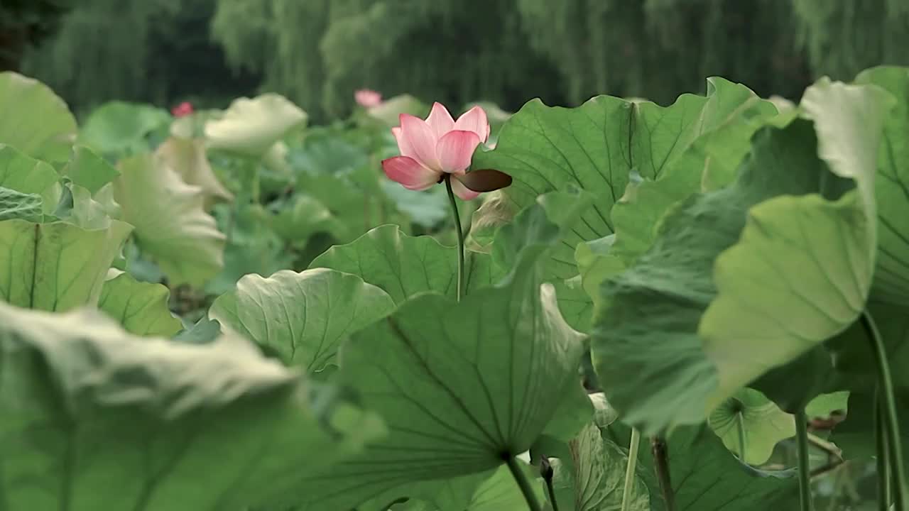 荷塘里柳树下荷花与荷叶的诗意古风感视频素材