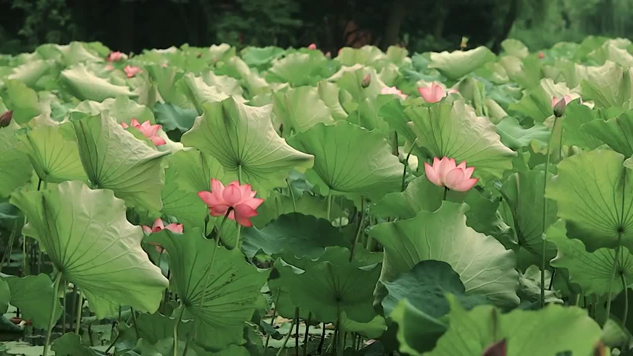 向右运镜展示荷塘中大片荷花与荷叶视频素材