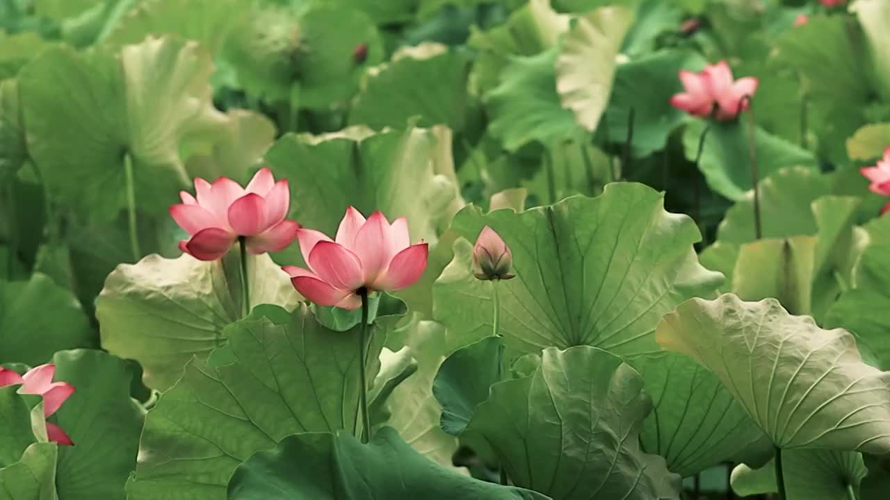 几朵盛开的荷花在风中摇曳视频素材